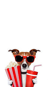 サングラス 壁紙 犬の画像6点 完全無料画像検索のプリ画像 Bygmo