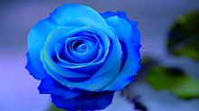 青いバラの画像(恋が叶う待ち受けに関連した画像)