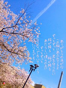 桜の画像(FUNKY MONKEY BABYSに関連した画像)