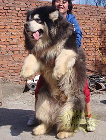 かわいい 大型犬の画像7点 完全無料画像検索のプリ画像 Bygmo