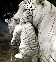 ホワイトタイガーの画像(トラ 動物 赤ちゃんに関連した画像)