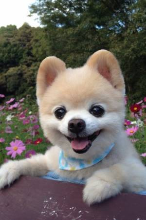犬 かわいい 完全無料画像検索のプリ画像 Bygmo