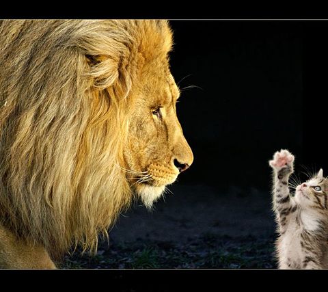 猫とライオンの画像 プリ画像