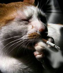 たばこねこの画像(たばこに関連した画像)
