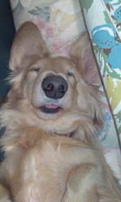 出っ歯 犬の画像5点 完全無料画像検索のプリ画像 Bygmo