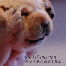 ガッキー 犬の画像4点 完全無料画像検索のプリ画像 Bygmo