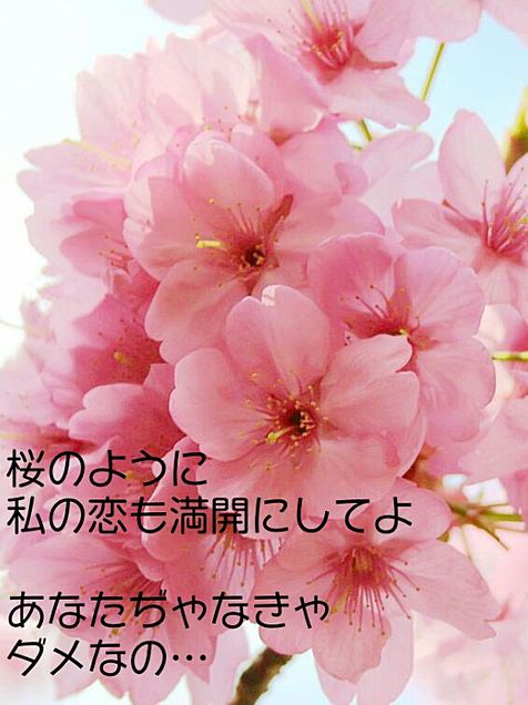 片想い　恋　ポエム　桜の画像(プリ画像)