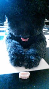 犬 トイプードル 黒の画像7点 完全無料画像検索のプリ画像 Bygmo