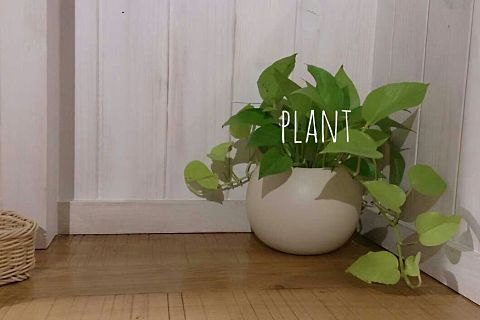 plant2の画像(プリ画像)