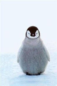 ペンギン プリ画像