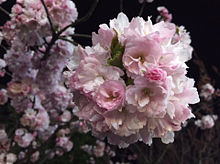 桜の画像(桜まつりに関連した画像)