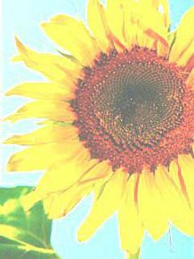 sozai/sunflowerの画像(素材  ひまわりに関連した画像)