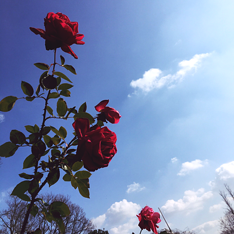 青空と赤薔薇の画像(プリ画像)