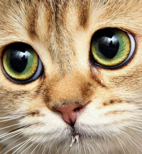ねこ ネコ 猫 動物 かわいい 壁紙 待ち受け 高画質 完全無料画像検索のプリ画像 Bygmo