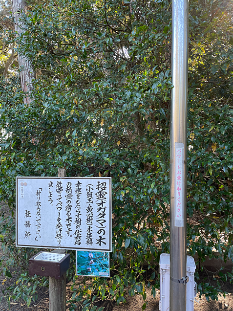 息栖神社　オガタマの木　招霊　精霊　1円玉の画像(プリ画像)