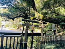 鹿島神宮　水に囲まれた鳥居の画像(まれに関連した画像)
