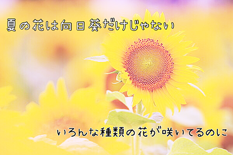 夏の花は向日葵だけじゃないの画像(プリ画像)