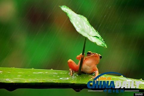 傘をさすカエル！の画像 プリ画像