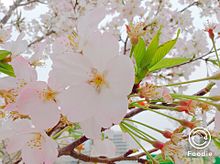 桜の画像(OKに関連した画像)