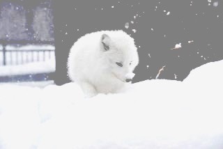 _        北極狐の画像(プリ画像)
