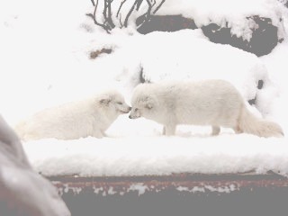 北極 狐の画像4点 完全無料画像検索のプリ画像 Bygmo