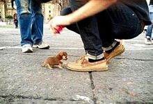 世界一小さい犬の画像(小さいに関連した画像)
