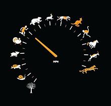 動物のスピードメーターの画像(スピードメーターに関連した画像)