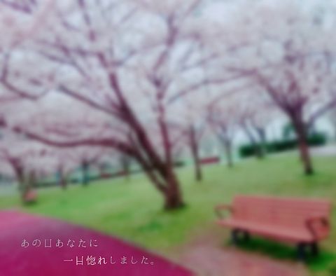 桜の木の下で＊*｡·*の画像(プリ画像)