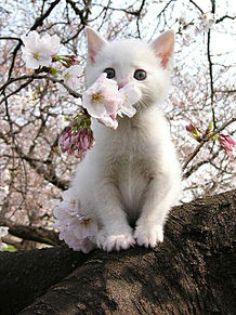 猫 桜 壁紙の画像8点 完全無料画像検索のプリ画像 Bygmo