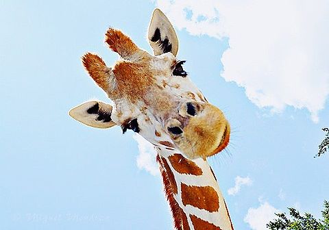 giraffeの画像(プリ画像)