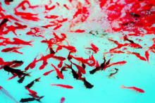 壁紙 金魚の画像64点 完全無料画像検索のプリ画像 Bygmo