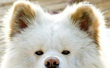 わさお 犬の画像13点 完全無料画像検索のプリ画像 Bygmo