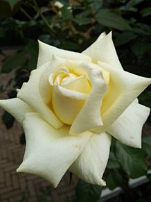 薔薇(カロリーヌ・ドゥ・モナコ)の画像(生花に関連した画像)