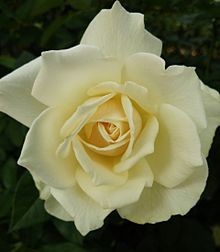 薔薇(エーデルワイス)の画像(生花に関連した画像)