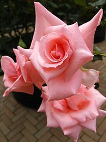 薔薇(プリンセス・アイコ)の画像(生花に関連した画像)