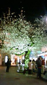 仙川駅前の夜桜の画像(仙川に関連した画像)