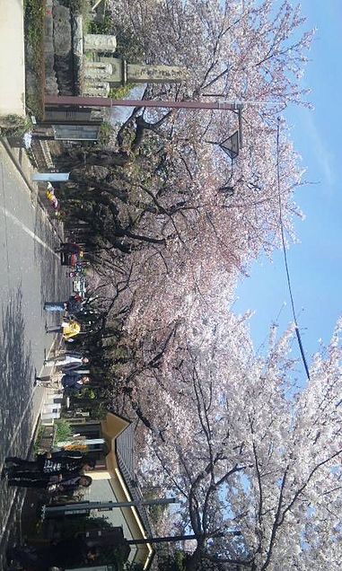 満開の桜の画像 プリ画像