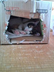 箱猫 プリ画像