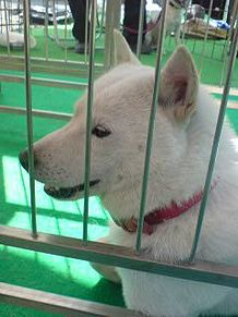 ソフトバンク SoftBank  お父さん犬カイくんの画像(カイくんに関連した画像)