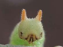 かわいい幼虫 の画像1点 完全無料画像検索のプリ画像 Bygmo