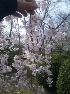 桜 さくら 花見 綺麗の画像(プリ画像)