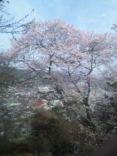 桜 さくら 花見 綺麗の画像(プリ画像)