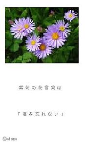 mionaの画像(紫苑 花言葉 恋愛に関連した画像)