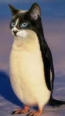 おもしろ かわいい 猫 ペンギンの画像2点 完全無料画像検索のプリ画像 Bygmo