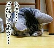 おもしろ かわいい カワイイ ネコ 可愛い 猫 面白の画像13点 完全無料画像検索のプリ画像 Bygmo