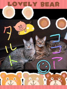 タルト＆ココアの画像(猫 おしゃれに関連した画像)