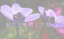 アネモネ(紫)