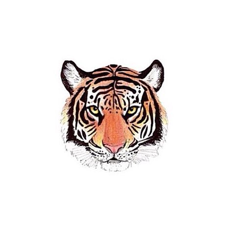 tigerの画像(プリ画像)