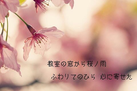 *桜ノ雨の画像(プリ画像)