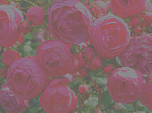 Roseの画像(薔薇 待ち受けに関連した画像)